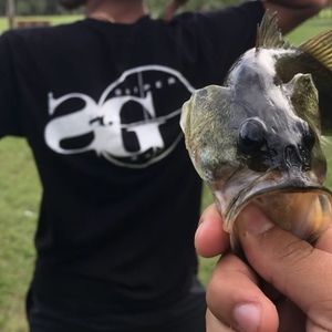 Meet your Posher, Gabriel